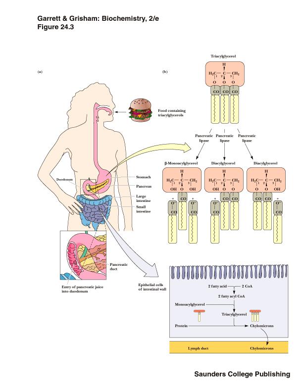 Λιπαρά οξέα Εισαγωγή στο οργανισμό Πανκρεατικές λιπάσεις Χολικά άλατα Τριακυλογλυκερόλες της διατροφής δημιουργούν σταγονίδια στο στομάχι.