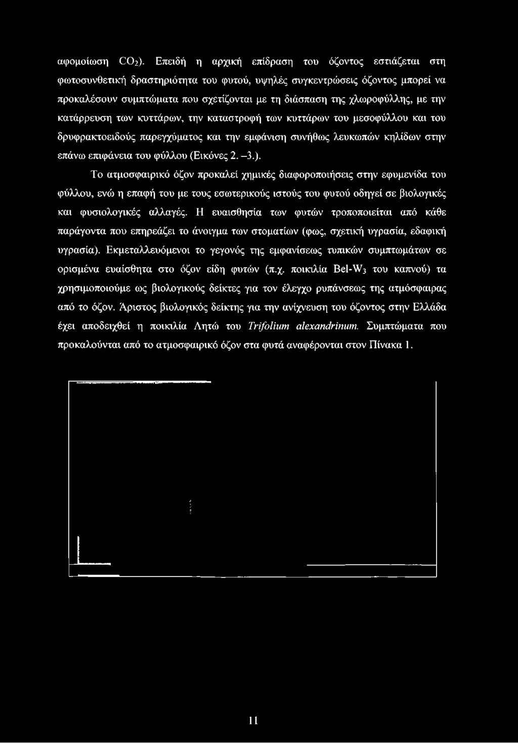χλωρφύλλης, με την κατάρρευση των κυττάρων, την καταστρφή των κυττάρων τυ μεσφύλλυ και τυ δρυφρακτειδύς παρεγχύματς και την εμφάνιση συνήθως λευκωπών κηλίδων στην επάνω επιφάνεια τυ