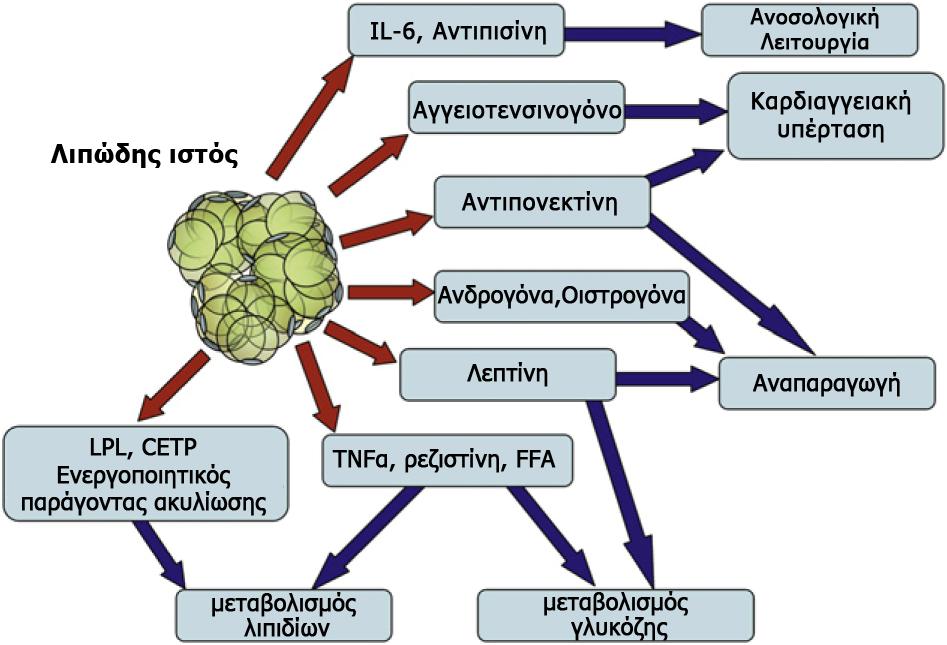 (308). Ανεξάρτητα από αυτό, όλα τα συστατικά του στοιχεία λειτουργούν ως μια αυτόνομη μονάδα, καθιστώντας τον λιπώδη ιστό ένα πραγματικό ενδοκρινικό όργανο (305). Εικόνα 4.