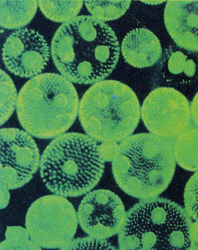 Πολυπλοκότητα & Ιεραρχική Οργάνωση 2/11 Volvox globator 2 Πολυκυτταρικό φυτομαστιγωτό που παρουσιάζει τρία διαφορετικά επίπεδα της