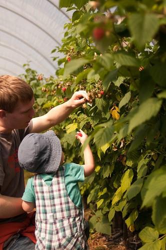 Bring 1) a Picnic Lunch 2) $0.50 for a picking box, plus $2.80 per lb of strawberries picked 3) $3.