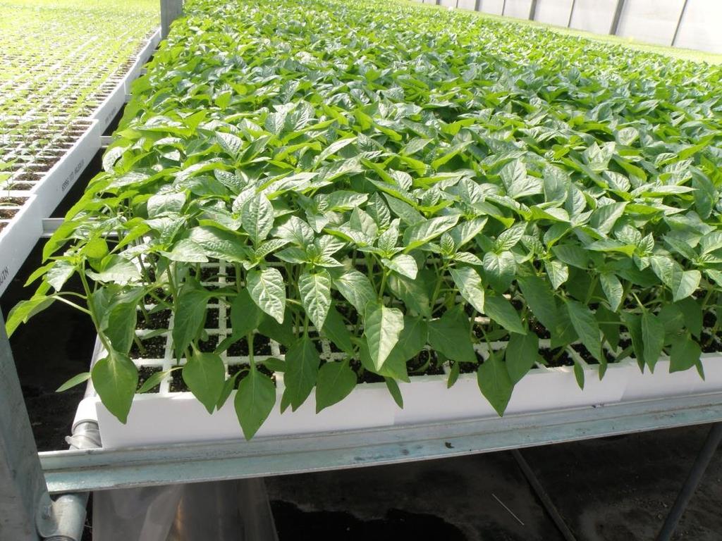 Παραγωγή σποροφύτων σε φυτώρια Πολλά λαχανικά σπέρνονται αρχικά σε ειδικά διαμορφωμένους