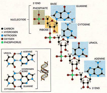 Nukleové kyseliny (NK) sú biomakromolekulové látky, ktoré sa spolu s bielkovinami považujú za najvýznamnejšie zložky živých sústav.