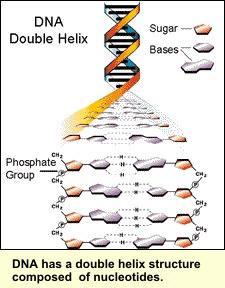 J. Watson a F. Crick na základe röntgenografickej analýzy navrhli roku 1953 priestorový model DNA (Nobelova cena 1962).