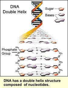 J. Watson a F. Crick na základe röntgenografickej analýzy navrhli roku 1953 priestorový model DNA (Nobelova cena 1962).