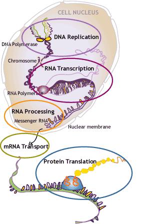 Pri izolácii RNA z bunky dostaneme vzorku, ktorá obsahuje rôzne typy tejto nukleovej kyseliny. Dokonca aj molekula jedného typu RNA nemusí mať rovnakú priestorovú štruktúru.