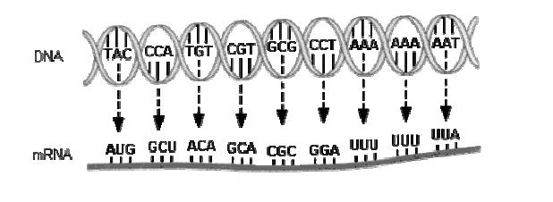 Transkripcia Zjednodušene možno povedať, že informácia uložená v DNA sa prepíše do molekúl RNA, ktoré sa využívajú ako predloha na syntézu nových bielkovín.