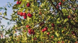 Τα δρυόδεντρα στην Ελλάδα αναπτύσσονται σε μεικτά ή ενιαία δάση με άλλα φυτά χαμηλής βλάστησης.