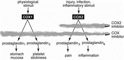 Paracetamol