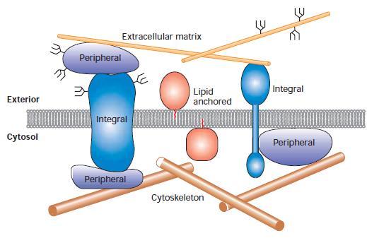 integrálne (transmembránové) ich bielkovinové reťazce