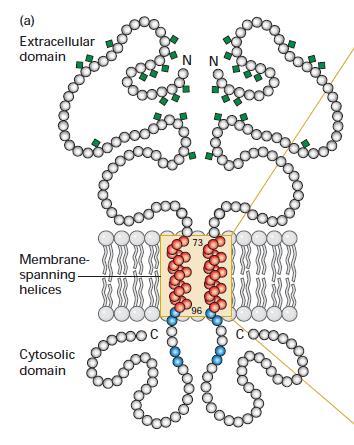 tri domény (cytozolová, necytozolová a membránová) pevná väzba v membráne sú to často glykoproteíny funkcia: receptory pre hormóny, liečivá a iné bioregulačné látky receptory, pomocou