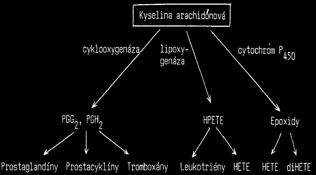 Kyselina arachidónová Cyklooxygenáza 5-Lipoxygenáza 12-Lipoxygenáza endoperoxidy PGG