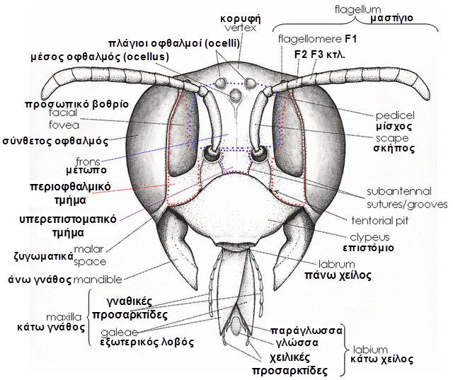 1. Δύο μεγάλα, σύνθετα μάτια, που αποτελούνται από πάρα πολλά μικρά μάτια, τα οματίδια και βοηθούν τη μέλισσα να βλέπει παραστάσεις.