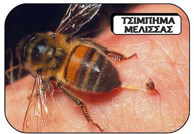 Οι μυς όμως συνεχίζουν τα συσπώνται και το δηλητήριο να διοχετεύεται για 30-60 δευτερόλεπτα περίπου μετά που έχει ξεκολλήσει από το σώμα της μέλισσας.