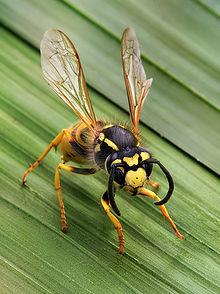 χρόνια Μέλισσα (Apismellifera) Σφήκα (Vespulagermanica Συστηματική ταξινόμηση της μέλισσας Βασίλειο: Ζώα (Animalia) Φύλο: Αρθρόποδα(Arthropoda) Ομοταξία:Έντομα (Insekta) Τάξη:Υμενόπτερα(Hymenoptera)