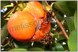 Σερσένια ή σκούρκοι έχουν πληγιάσει το φρούτο ενός Λωτού Ζημιές/οφέλη Οι μεγάλες σφήκες καταστρέφουν τα φρούτα, αφού με τις μεγάλες και δυνατές τους δαγκάνες τρυπούν την φλούδα στα ώριμα κυρίως