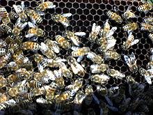 8. Πως αναπαράγεται η μέλισσα; Ποιος ο βιολογικός κύκλος της μέλισσας; Η βασίλισσα γονιμοποιείται μόνο μια φορά στην αρχή της ζωής της.