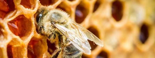 ίδιο καθαρός όσο έξω από την κυψέλη. Άλλωστε οι μέλισσες δεν αφήνουν ποτέ τα περιττώματά τους μέσα στην κυψέλη.