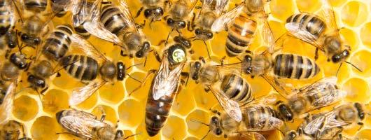 Οι παραμάνες ταΐζουν τον γόνο με μέλι, γύρη και βασιλικό πολτό και μεριμνούν ώστε η περιοχή του γόνου να έχει σταθερή θερμοκρασία 34-35 C.