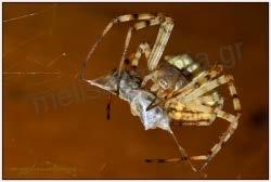 τις αράχνες άλτες (Jumpingspiders). Οι αράχνες άλτες είναι η οικογένεια Salticidae, η οποία με 4.869 μέλη είναι η μεγαλύτερη ενιαία οικογένεια των αραχνών στον κόσμο.