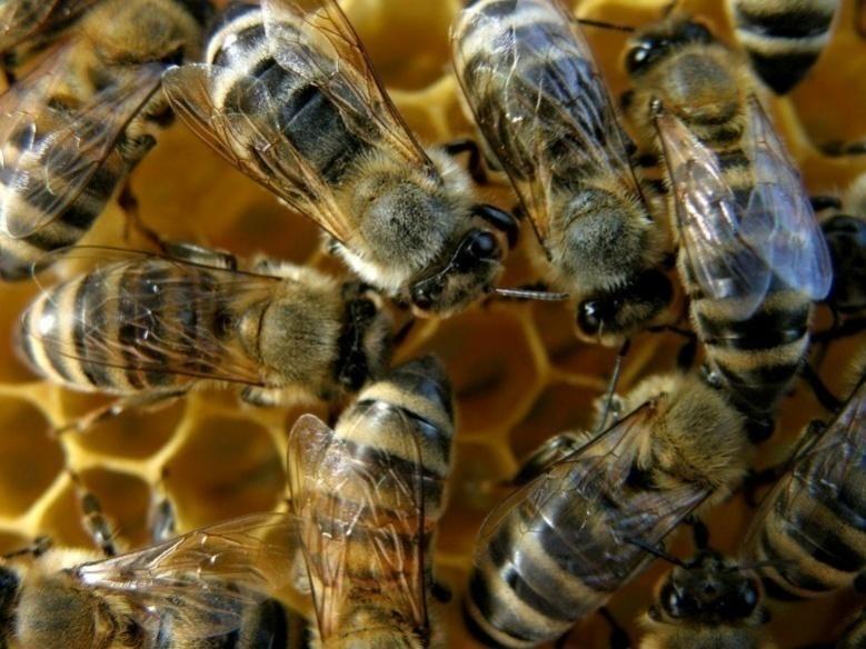 Τέλος, οι μέλισσες σφραγίζουν τα κελιά με ένα πολύ λεπτό στρώμα κεριού. Όταν, σφραγιστούν τουλάχιστον τα 2/3 της κηρήθρας με κερί, ο μελισσοκόμος μπορεί να πάρει την κηρήθρα με το μέλι.