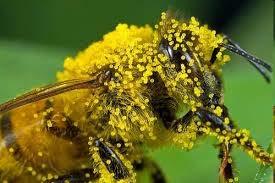 Η μέλισσα, μεταφέροντας τη γύρη, είναι σε μεγάλο ποσοστό υπεύθυνη για τη γονιμοποίηση και την αναπαραγωγή της χλωρίδας, είτε αναφερόμαστε στις δασικές και γενικότερα στις μη καλλιεργήσιμες εκτάσεις