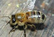 3. Τα είδη μέλισσας Η κοινή μέλισσα, η ApisMellifera, δηλαδή η Μέλισσα η Μελιτοφόρος, η γνωστή μας μέλισσα, είναι το πιο κοινό και διαδεδομένο είδος και είναι εξαπλωμένο σε Ευρώπη, Αμερική,