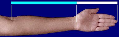 Για παράδειγμα ο καρπός διαιρεί το χέρι από τον αγκώνα και κάτω σε λόγο χρυσής τομής,