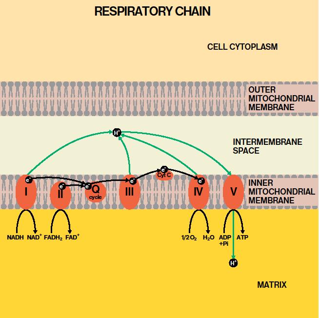 Mitochondrie hlavné organely metabolizmu MK (β-oxidácia, Krebsov cyklus, oxidačná fosforylácia) DM znížená