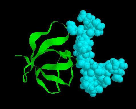 Οι SH3 δομικές ενότητες δεσμεύονται σε πλούσιες σε προλίνη ακολουθίες στην πρωτεΐνη στόχο τους. Και οι SH3 συναντώνται σε πρωτεΐνες που εμπλέκονται σε μεταβίβαση σήματος όπως οι κινάσες της τυροσίνης.