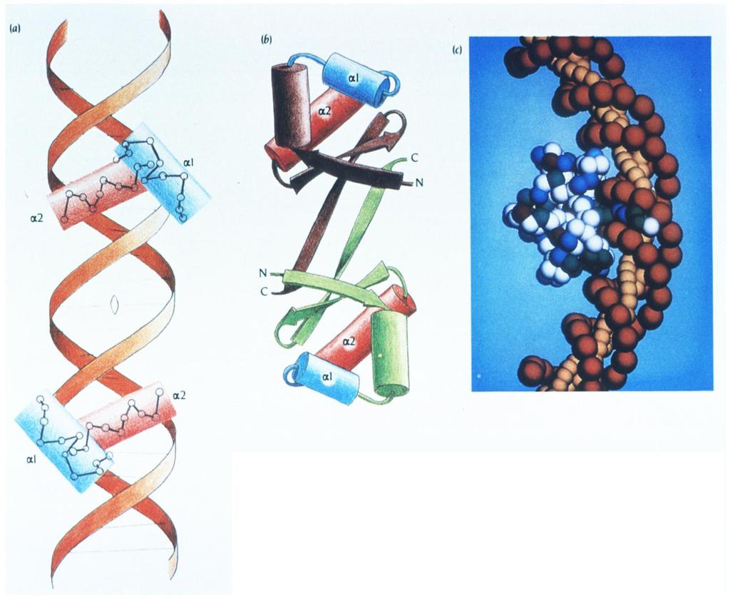 Κατηγορίες αλληλεπιδράσεων μεταξύ πρωτεϊνών και νουκλεϊνικών οξέων Μηχανισμοί αλληλεπίδρασης νουκλεϊνικών οξέων και πρωτεϊνών.
