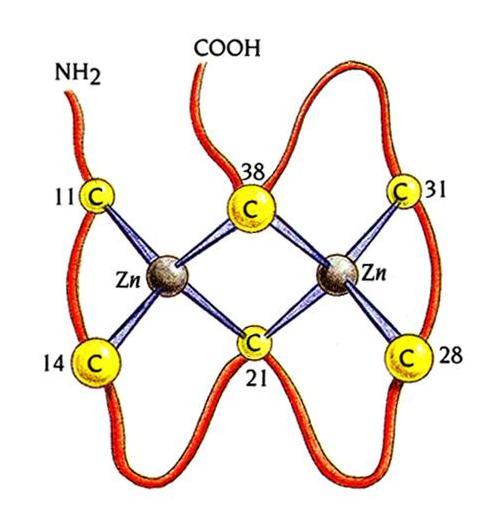Στην τοπολογία δακτύλων ψευδαργύρου 2cys-2his, των πρωτεϊνών που δεσμεύουν DNA, τα άτομα ψευδαργύρου συνδέονται με δύο κυστείνες και δύο ιστιδίνες και ο κάθε δάκτυλος έχει περίπου 30 αμινοξέα.