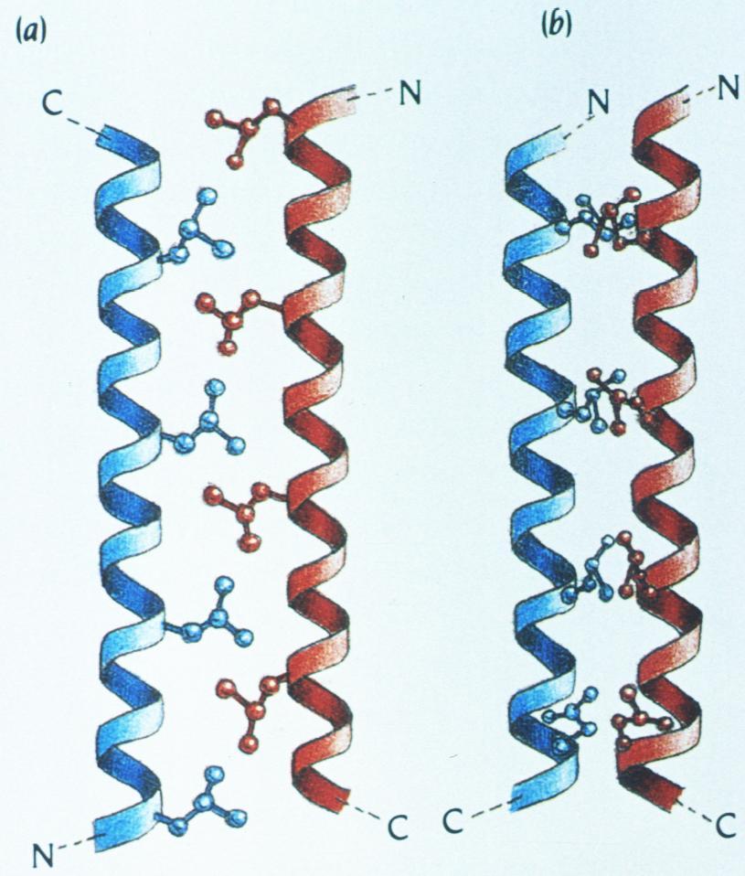 Αυτόκλειστα λευκίνης (Leucine zippers) Η δομική ενότητα που ονομάζεται αυτόκλειστο λευκίνης αποτελείται από δύο παράλληλες