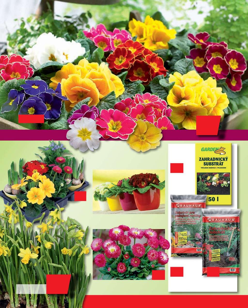 Značka kvality ŠIROKÝ VÝBER ĎALŠÍCH PRIMULÍ Primula Primula acaulis mix farieb, v 15 cm, kv. 9 cm a väčší Jar môže prísť.
