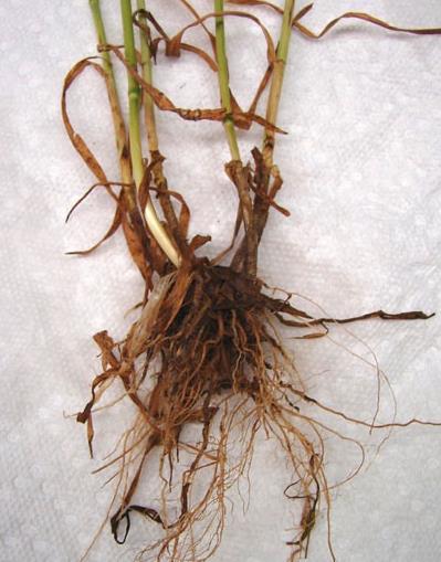 Συμπτώματα σήψεων από Pythium Νανισμός, μειωμένη ανάπτυξη, χλώρωση, μειωμένο αδέλφωμα, στάχυες με μικρούς ή ελλιπείς κόκκους.