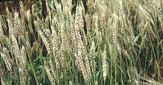 Λευκοί στάχυες Πηγή: http://wheat.pw.usda.