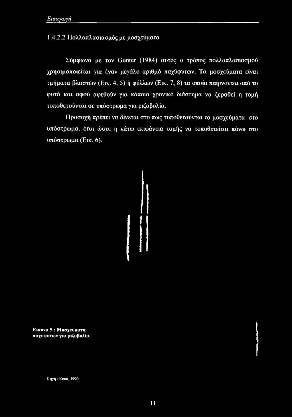 τρόπος πολλαπλασιασμού χρησιμοποιείται για έναν μεγάλο αριθμό παχύφυτων.