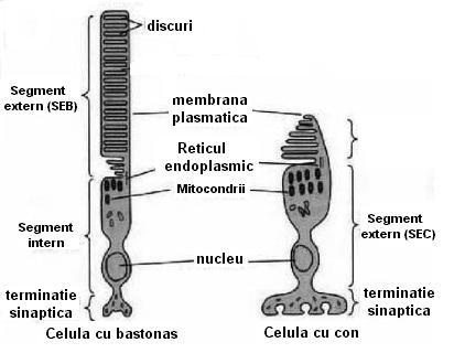 Biofizica si Fizica Medicala Structura şi funcţia celulelor fotoreceptoare Celulele fotoreceptoare realizează funcţia de traducere a semnalului vizual (radiaţia electromagnetică din domeniul vizibil)