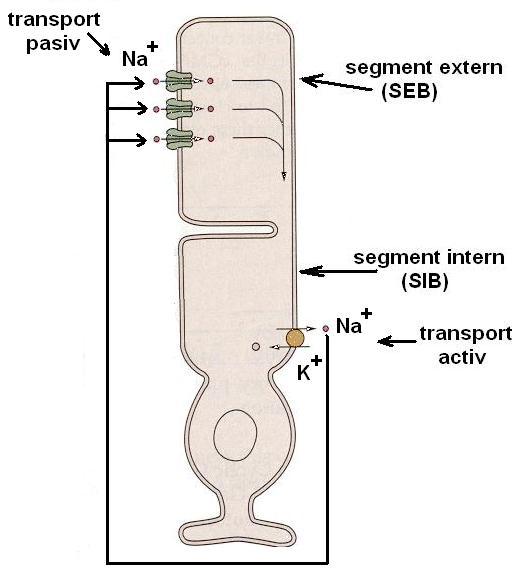 Segmentul extern este fotoreceptorul propriu-zis, cel intern are rol metabolic. Bastonaşele asigură vederea scotopică (la lumină crepusculară), având o mare sensibilitate.