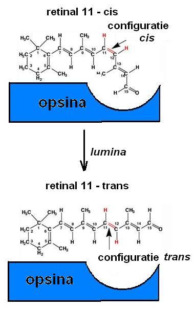 Noţiuni fundamentale de optică geometrică. Elemente de biofizica analizorului vizual retinei umane: eritrolab (λ -570 nm), clorolab (λ -535 nm) şi cianolab (λ - 445 nm).