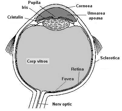 Noţiuni fundamentale de optică geometrică. Elemente de biofizica analizorului vizual În ordine, antero-posterior, elementele ochiului (Fig.