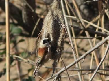 17 Λατινική Ονομασία Cisticola juncidis Remiz pendulinus Acrocephalus arundinaceus Acrocephalus scirpaceus Cettia cetti Ελληνική Ονομασία Κιστικόλη Υφάντρα Τσιχλοποταμίδα Καλαμοποταμίδα Ψευταηδόνι