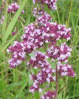 Origanum vulgare Τσάι ή ρίγανη?