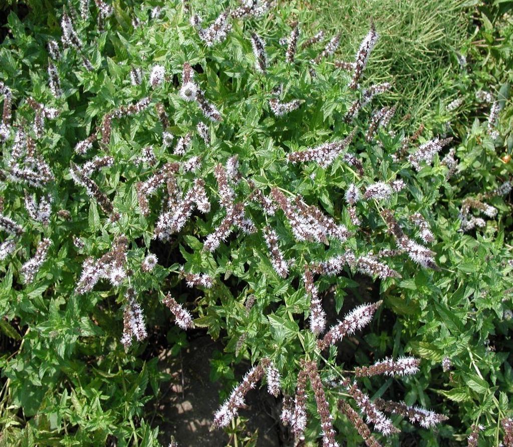 Mentha spicata: Το