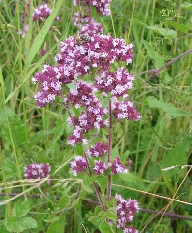 Origanum vulgare: Το