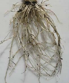 Πασαλώδης ρίζα: δικότυλα φυτά Θυσανώδης ρίζα: μονοκότυλα φυτά Η διαφορά οφείλεται στο γεγονός ότι καταστρέφεται η εμβρυακή