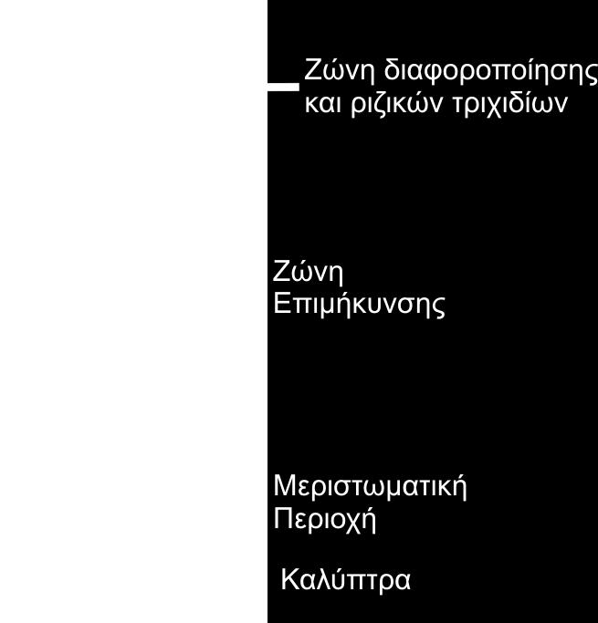 επιμήκυνσης Περιοχή ριζικών