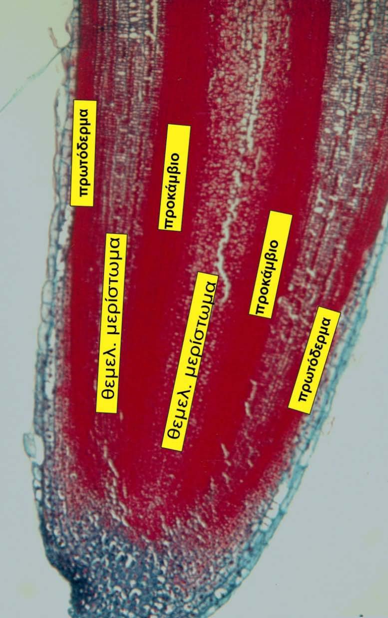 Η μεριστωματική περιοχή παράγει τα πρωτογενή
