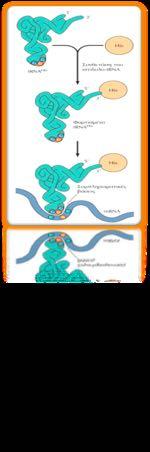 To μεταφορικό RNA δρα ως προσαρμογέας His trna His Συνθετάση του