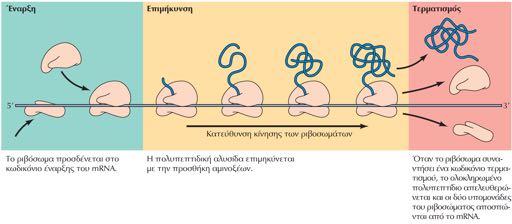 Τα στάδια της